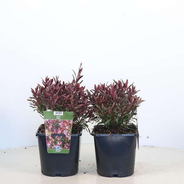 Picture of Gaura lindheimer blaze