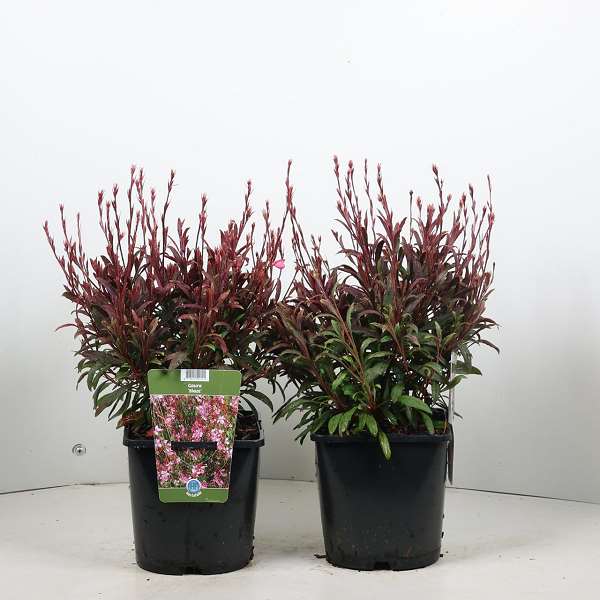 Picture of Gaura lindheimer blaze