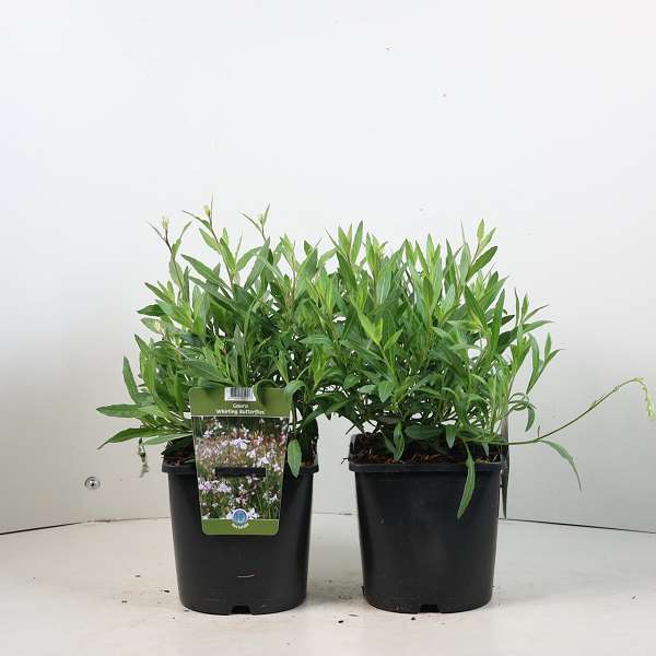Picture of Gaura lindheimeri whirling butterflies