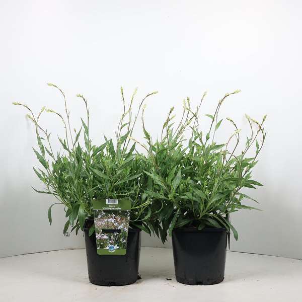 Picture of Gaura lindheimeri whirling butterflies