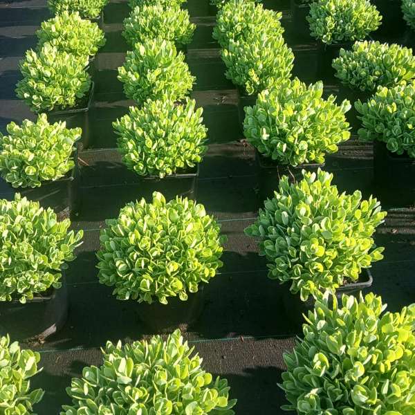 Picture of Sedum herbstfreude