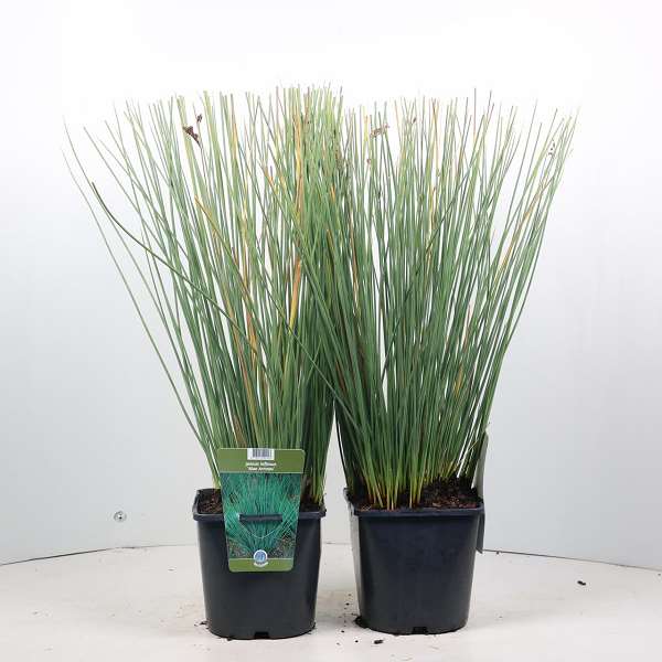 Picture of JUNCUS INFLEXUS BLUE ARROWS
