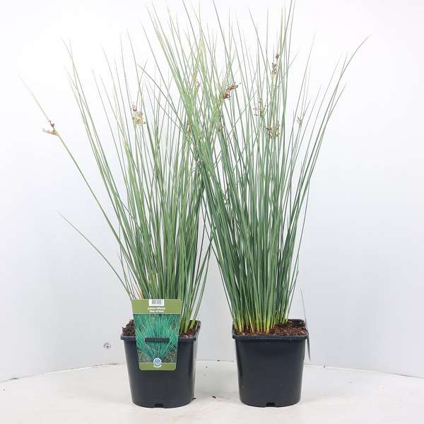 Picture of JUNCUS INFLEXUS BLUE ARROWS