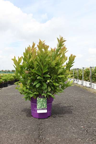 Picture of Itea virginica love child