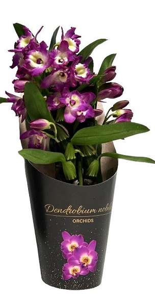 Picture of Dendrobium nobilee bouquet purple rain