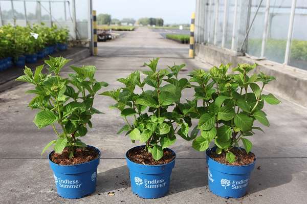 Picture of Hydrangea macrophylla endless summer® summer love