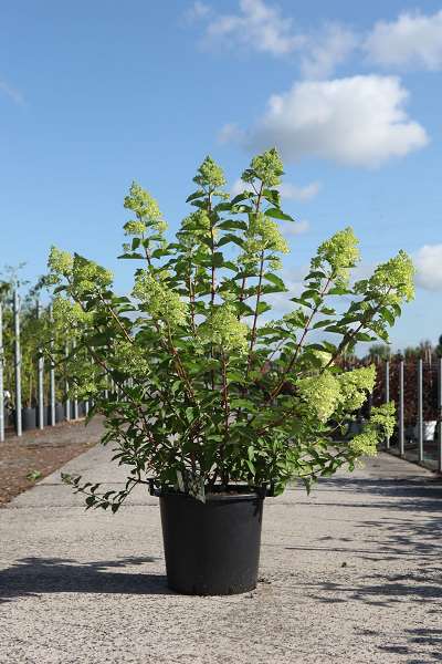 Picture of Hydrangea pan  polar bear