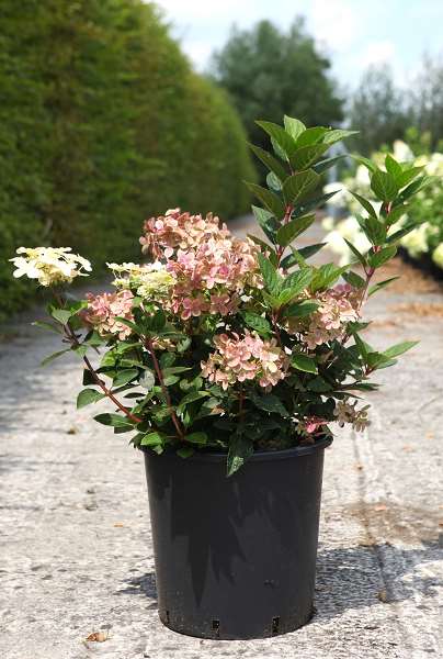 Picture of HYDRANGEA PANICULATA POLESTAR (OPHELIA)