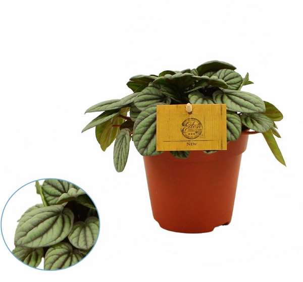 Picture of PEPEROMIA MYSTIQUE