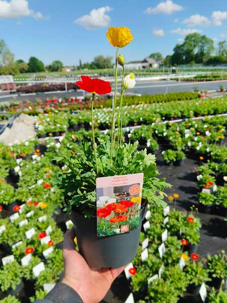 Picture of Papaver