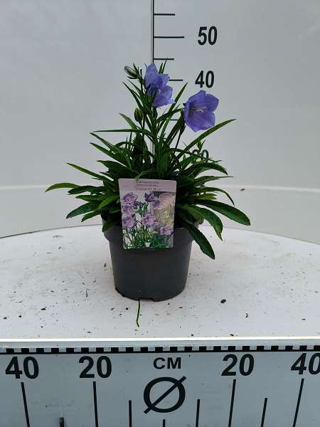 Picture of Campanula takion blue
