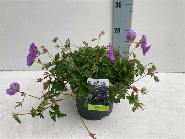 Picture of GERANIUM BLOOM ME AWAY