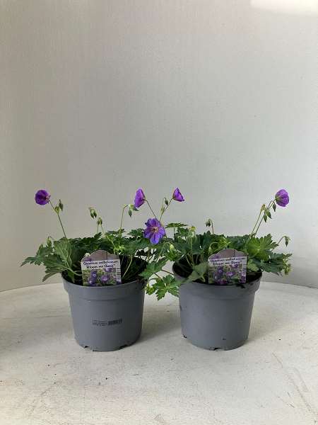 Picture of Geranium bloom me away