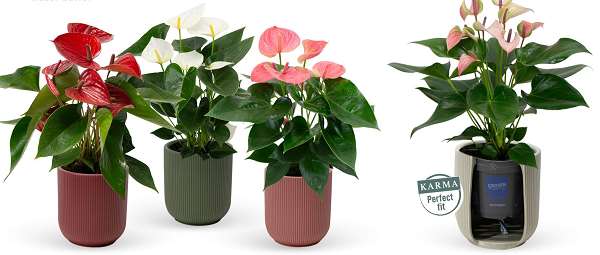 Picture of ANTHURIUM MIX IN CERAMIC