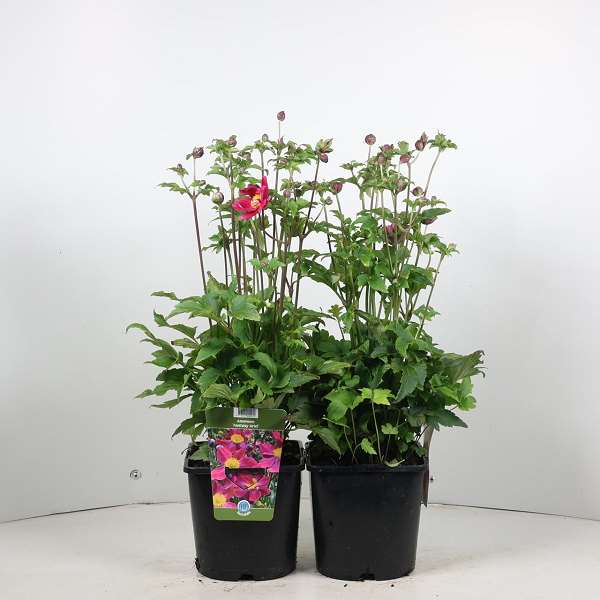 Picture of Anemone hupehensis fantasy ariel