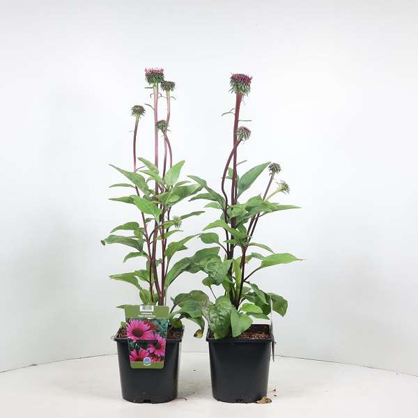 Picture of ECHINACEA PURPUREA FATAL ATTRACTION
