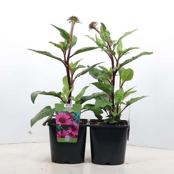 Picture of ECHINACEA PURPUREA FATAL ATTRACTION