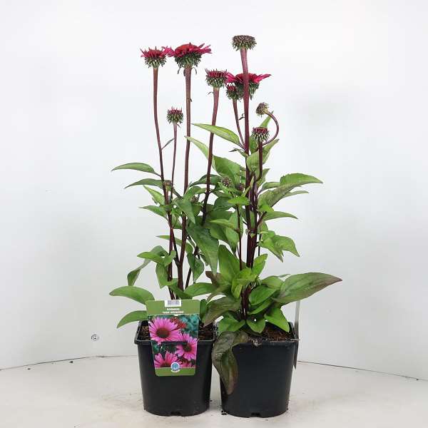 Picture of Echinacea purpurea fatal attraction