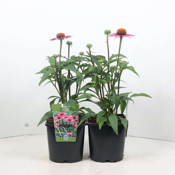 Picture of ECHINACEA PURPUREA PICA BELLA