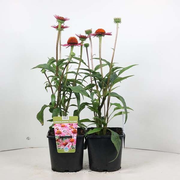 Picture of Echinacea purpurea pica bella