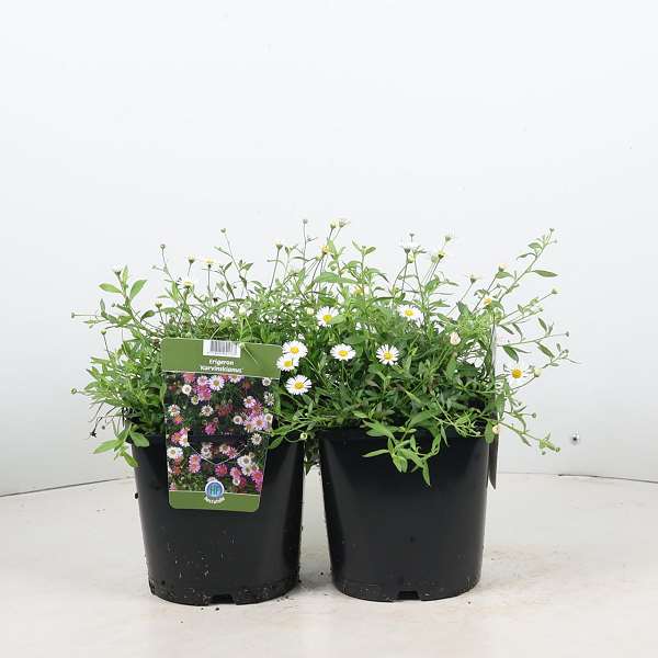 Picture of Erigeron karvinskianus