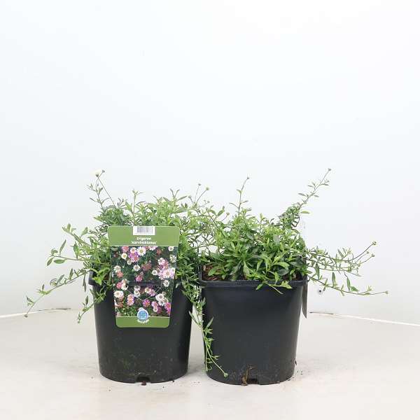 Picture of Erigeron karvinskianus