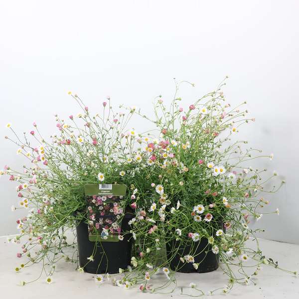 Picture of ERIGERON KARVINSKIANUS