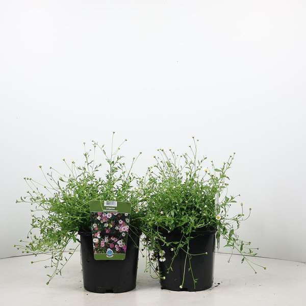 Picture of Erigeron karvinskianus
