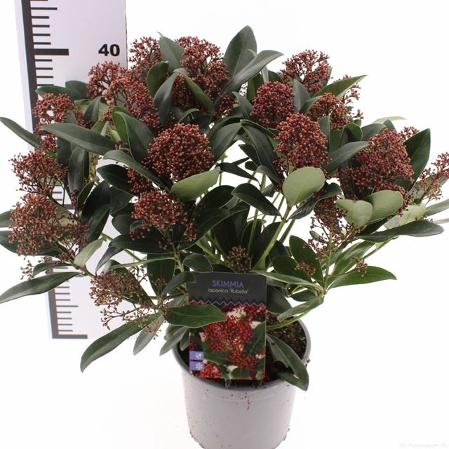 Picture of Skimmia japonica rubella 20+