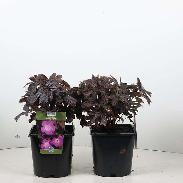 Picture of Geranium maculatum stormy night