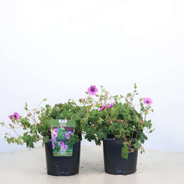 Picture of Geranium pink penny