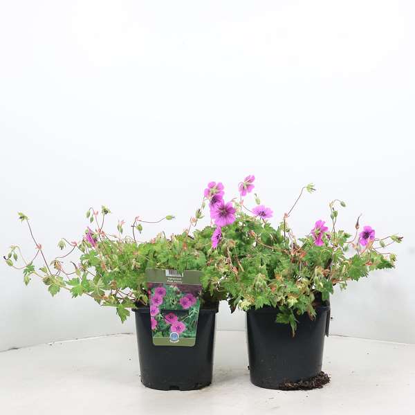 Picture of GERANIUM PINK PENNY