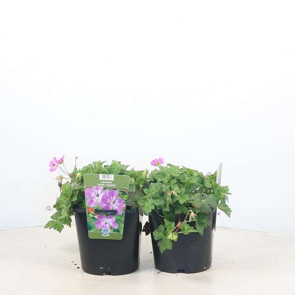 Picture of Geranium sylvia's surprise