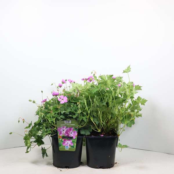 Picture of GERANIUM SYLVIA'S SURPRISE