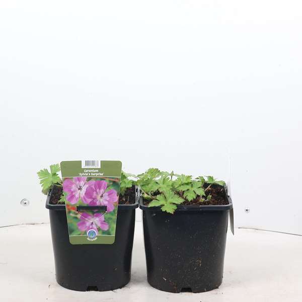 Picture of Geranium sylvia's surprise