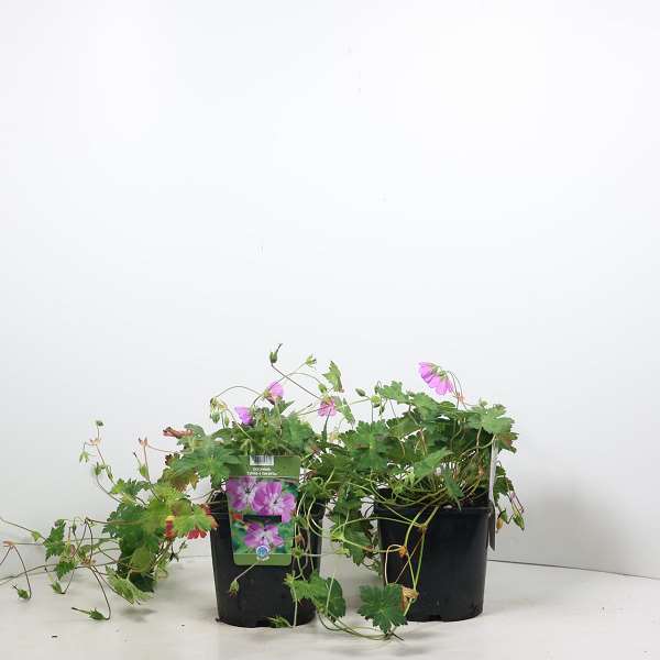 Picture of GERANIUM SYLVIA'S SURPRISE