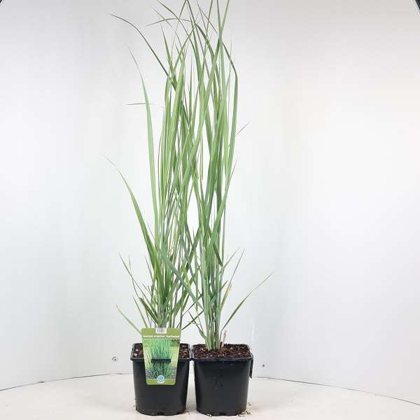 Picture of PANICUM VIRGATUM NORTHWIND