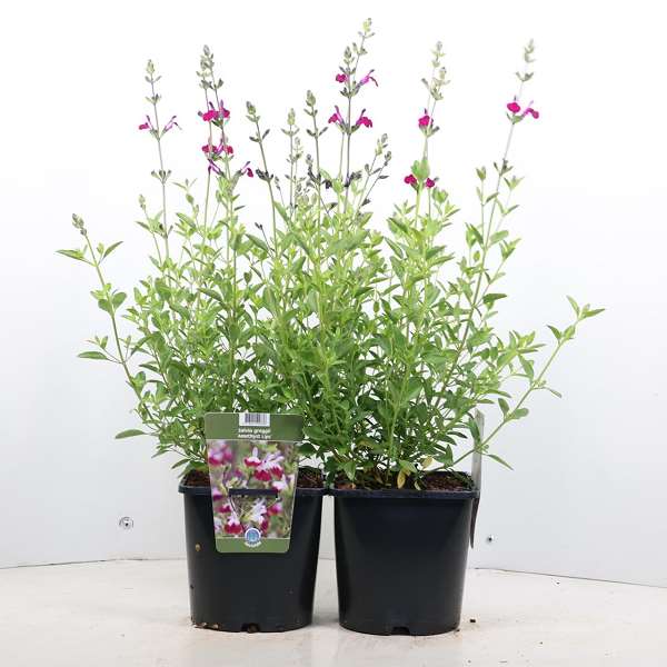 Picture of SALVIA GREGGII AMETHYST LIPS