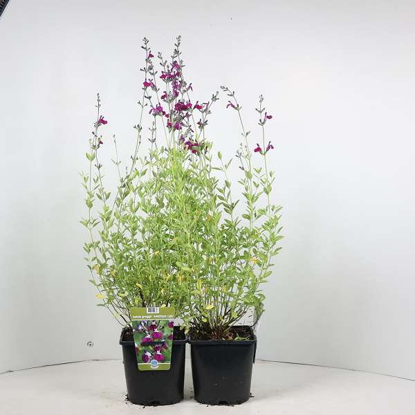 Picture of Salvia greggii amethyst lips