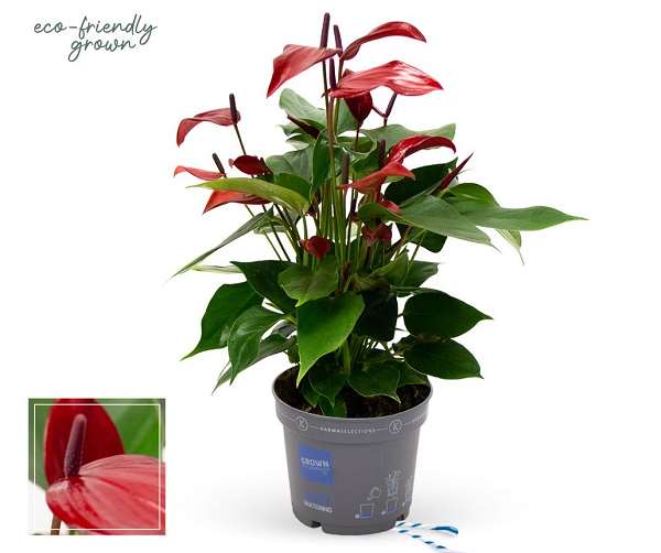 Picture of ANTHURIUM BANDEROLA LAVA