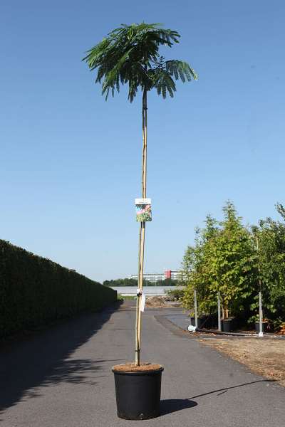 Picture of ALBIZIA JULIBRISSIN OMBRELLA