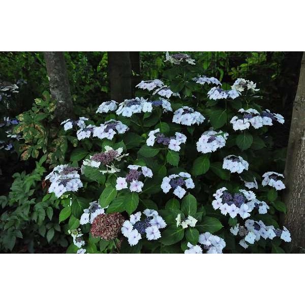 Picture of HYDRANGEA MACROPHYLLA KORIA (WHITE LACECAP)