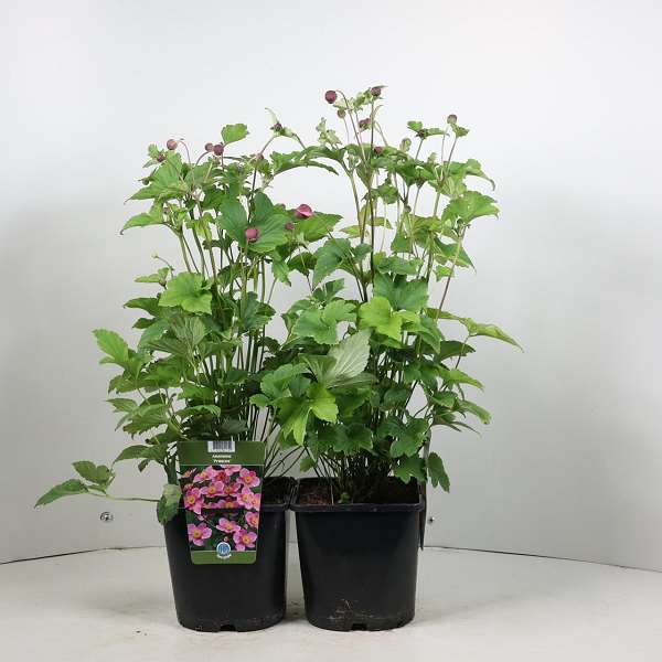 Picture of Anemone hupehensis praecox