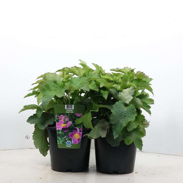 Picture of ANEMONE ROYAL PINK
