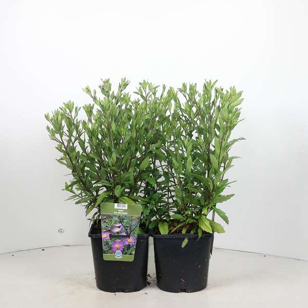 Picture of Aster ageratoides ezo murazaki