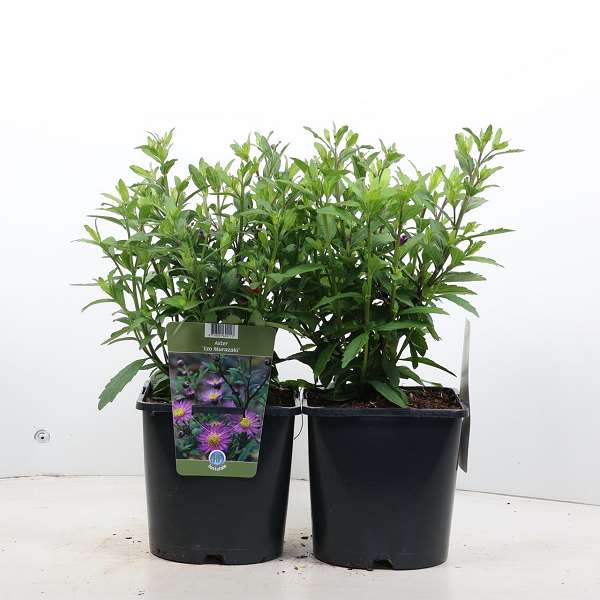 Picture of ASTER AGERATOIDES EZO MURASAKI