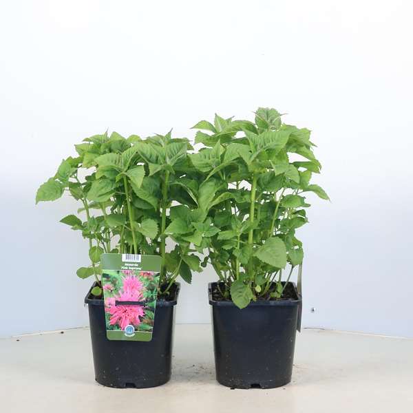 Picture of Monarda pink supreme