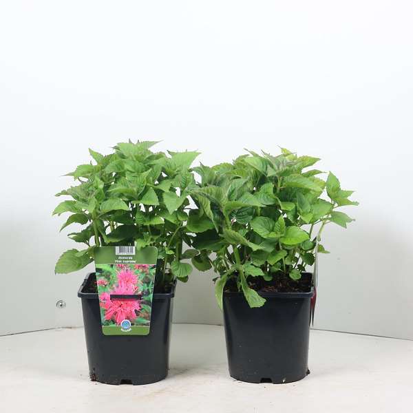 Picture of MONARDA PINK SUPREME