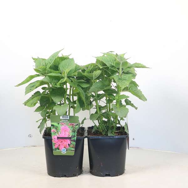 Picture of Monarda pink supreme