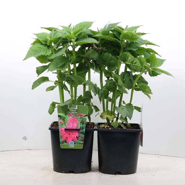 Picture of MONARDA PINK SUPREME
